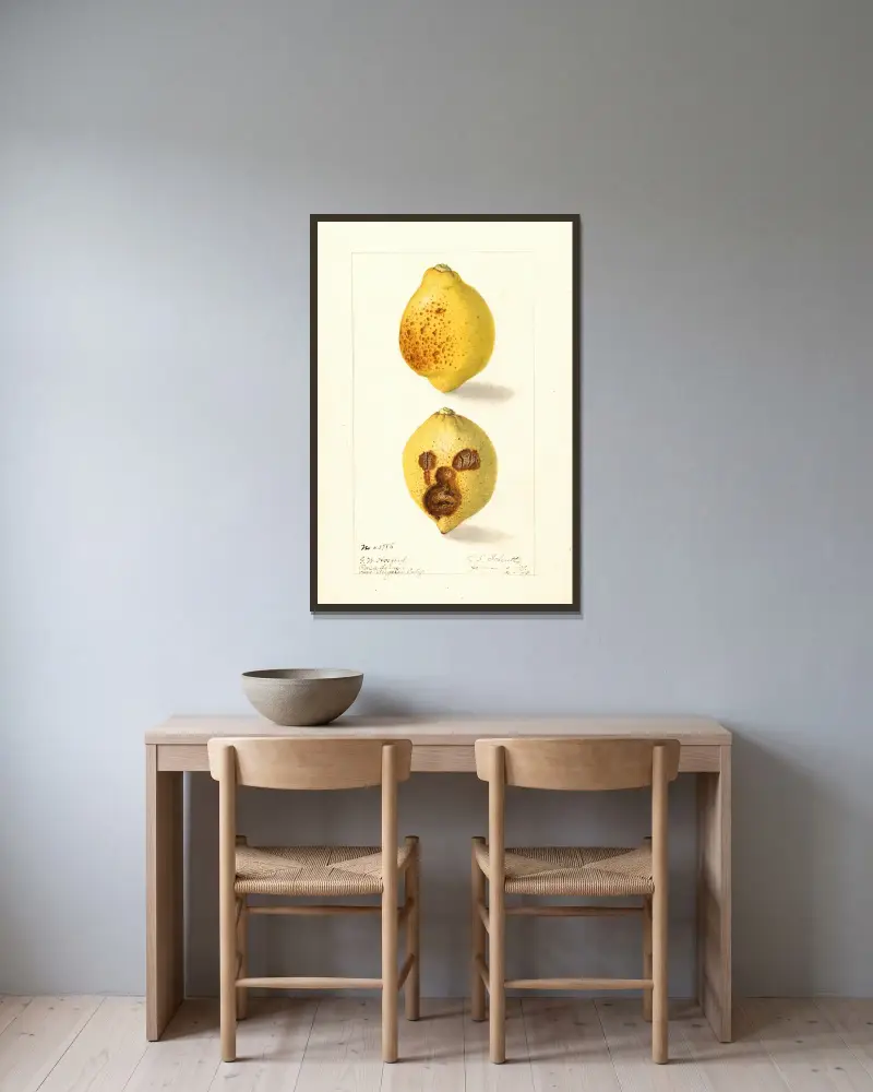 Citrus limon, 1909 von Ellen Isham Schutt gerahmt an einer Wand