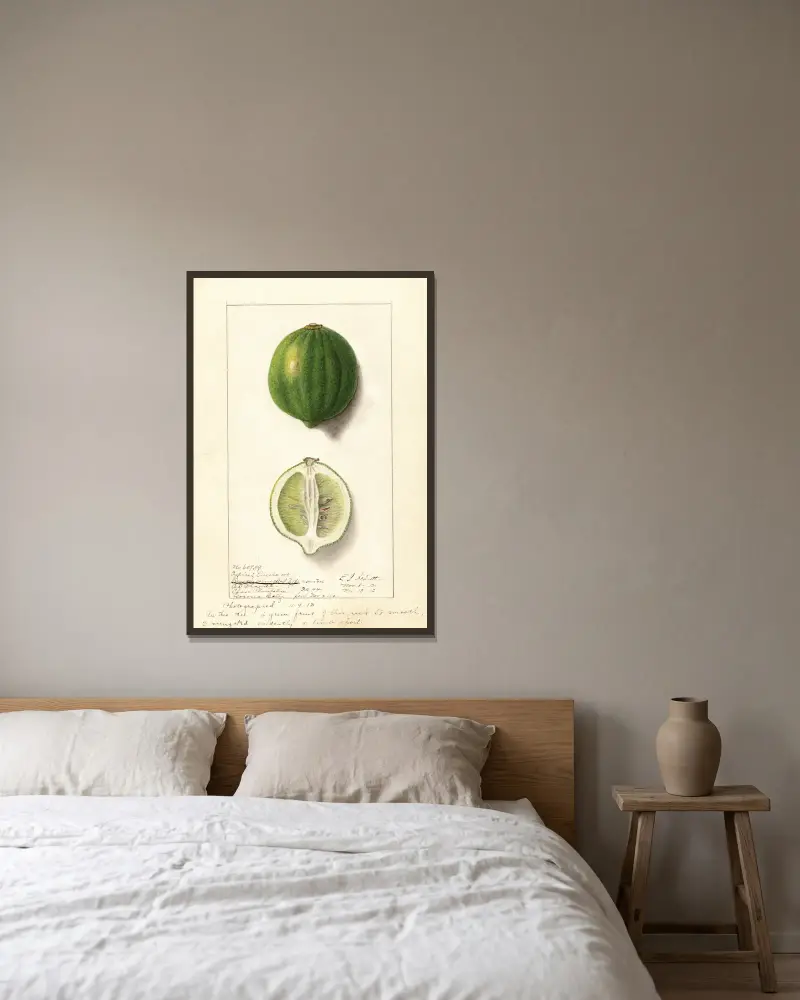 Citrus limon: Eureka, 1912 – nr 1 av Ellen Isham Schutt inramad på en vägg