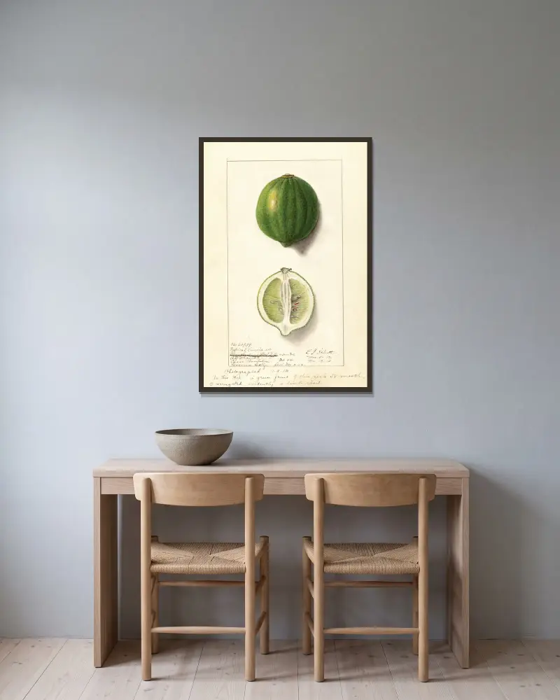 Citrus limon: Eureka, 1912 – nr 1 av Ellen Isham Schutt inramad på en vägg