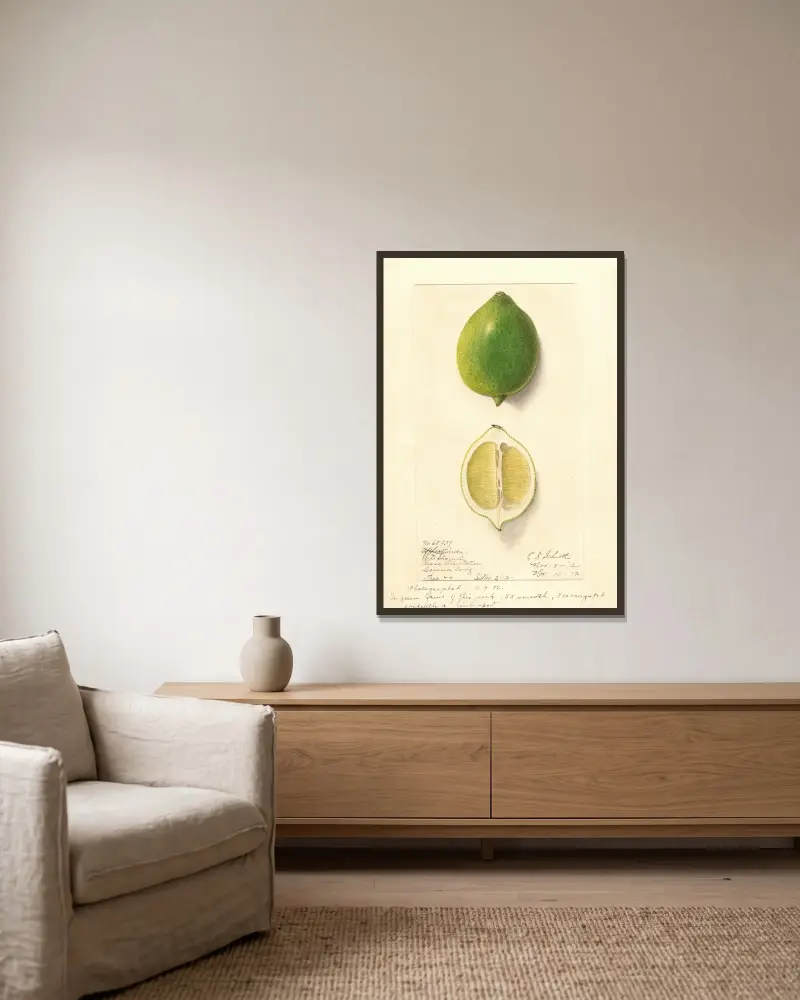 Citrus limon: Eureka, 1912 – nr 2 av Ellen Isham Schutt inramad på en vägg