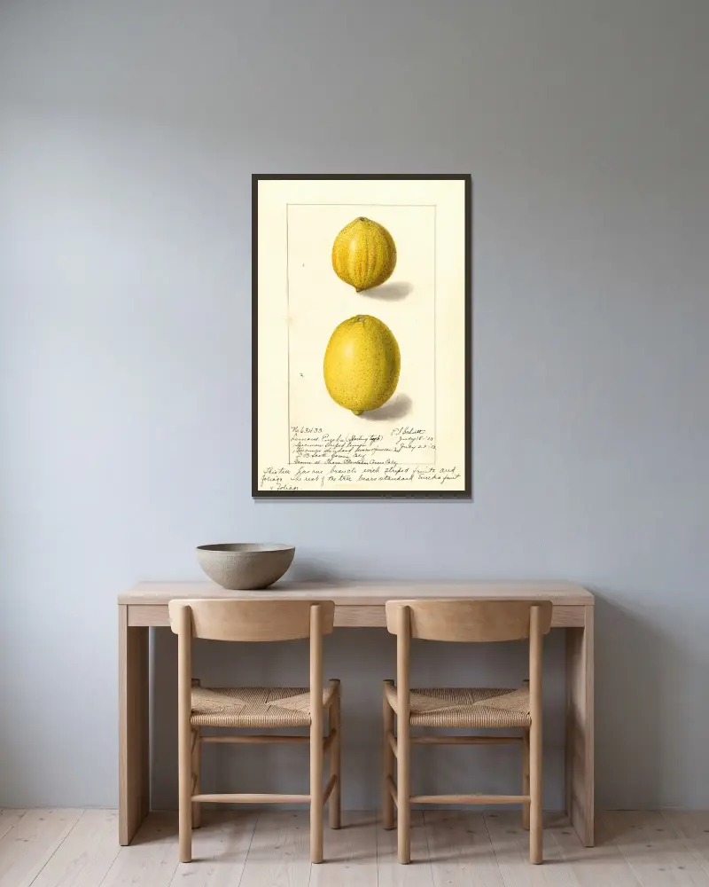 Citrus limon: Eureka, 1913 av Ellen Isham Schutt inramad på en vägg