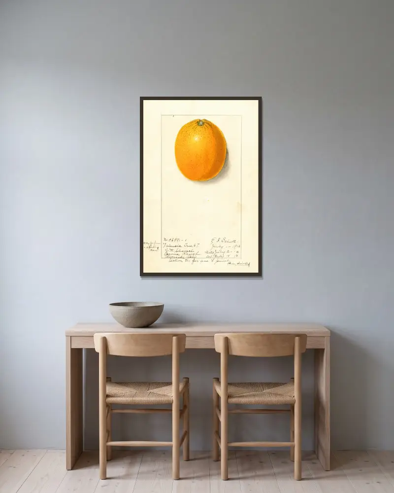 Citrus sinensis: Valencia av Ellen Isham Schutt inramad på en vägg