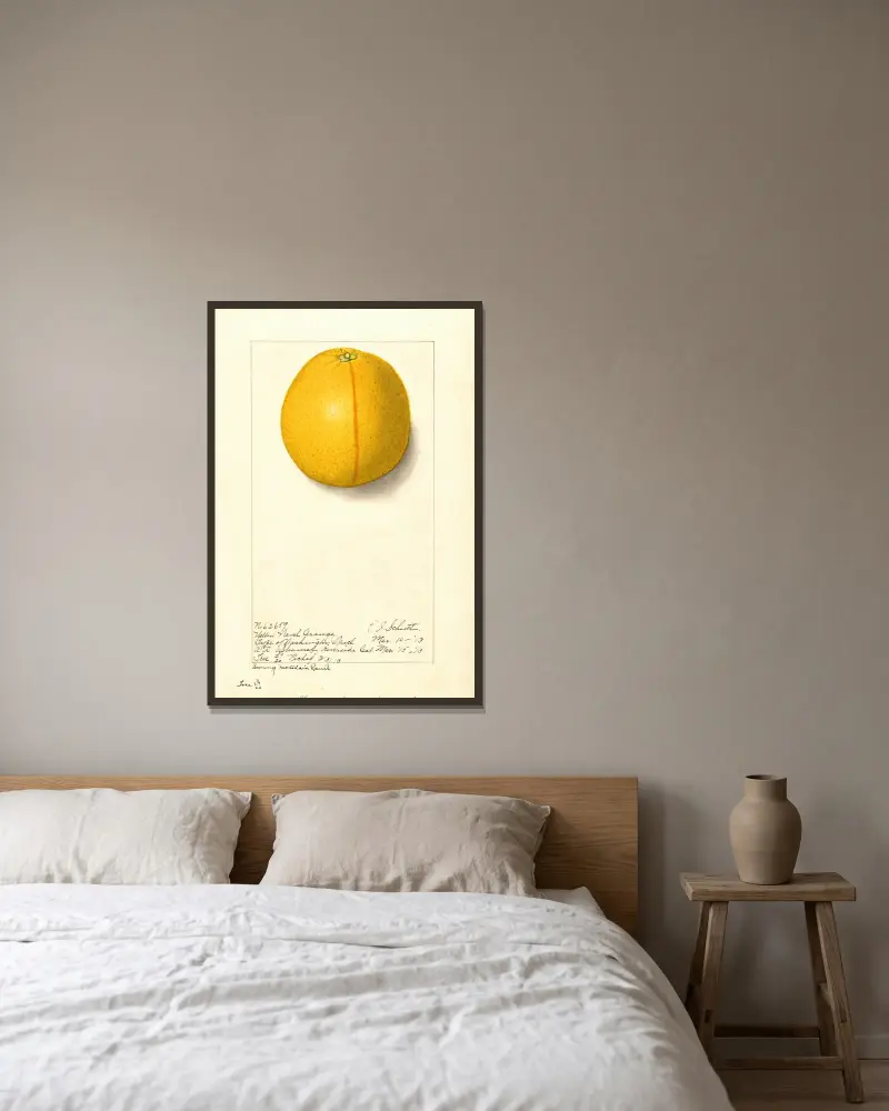 Citrus sinensis: Washington Navel, 1913 – nr 2 av Ellen Isham Schutt inramad på en vägg