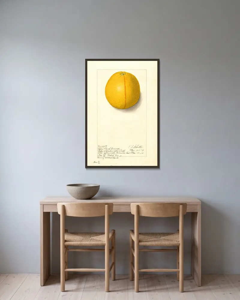 Citrus sinensis: Washington Navel, 1913 – nr 2 av Ellen Isham Schutt inramad på en vägg