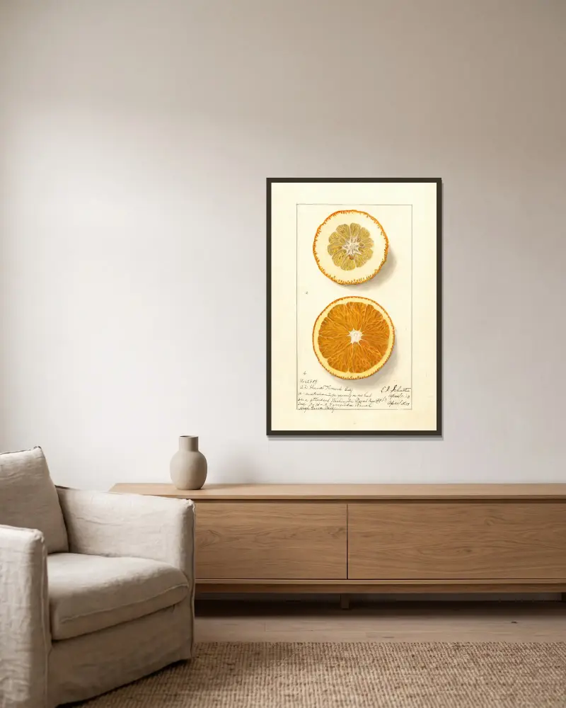 Citrus sinensis: Washington Navel, 1913 – nr 3 av Ellen Isham Schutt inramad på en vägg