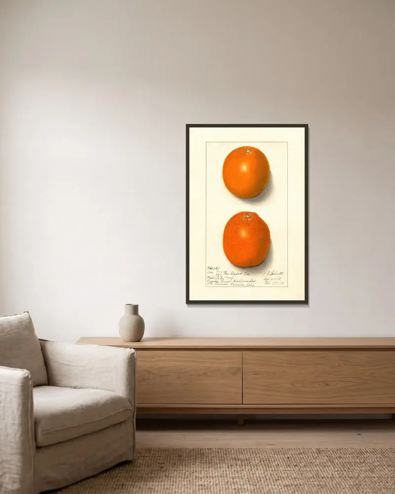 Citrus sinensis: Washington Navel, 1913 – nr 4 av Ellen Isham Schutt inramad på en vägg