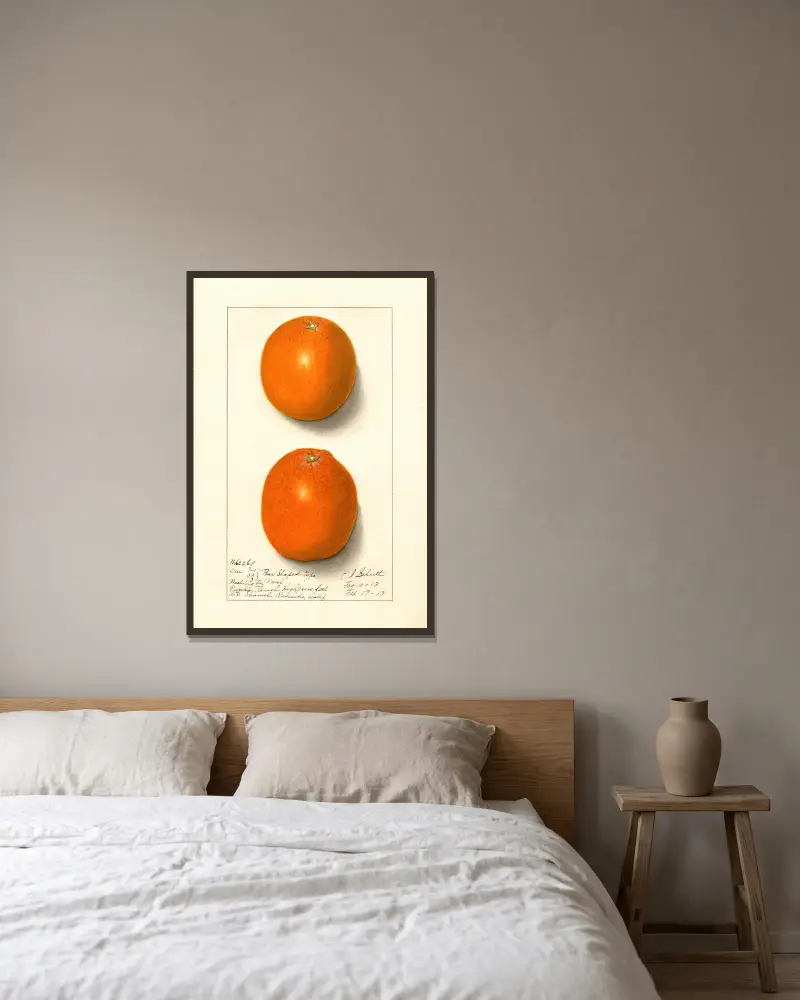 Citrus sinensis: Washington Navel, 1913 – nr 4 av Ellen Isham Schutt inramad på en vägg