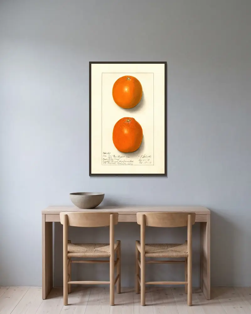Citrus sinensis: Washington Navel, 1913 – nr 4 av Ellen Isham Schutt inramad på en vägg