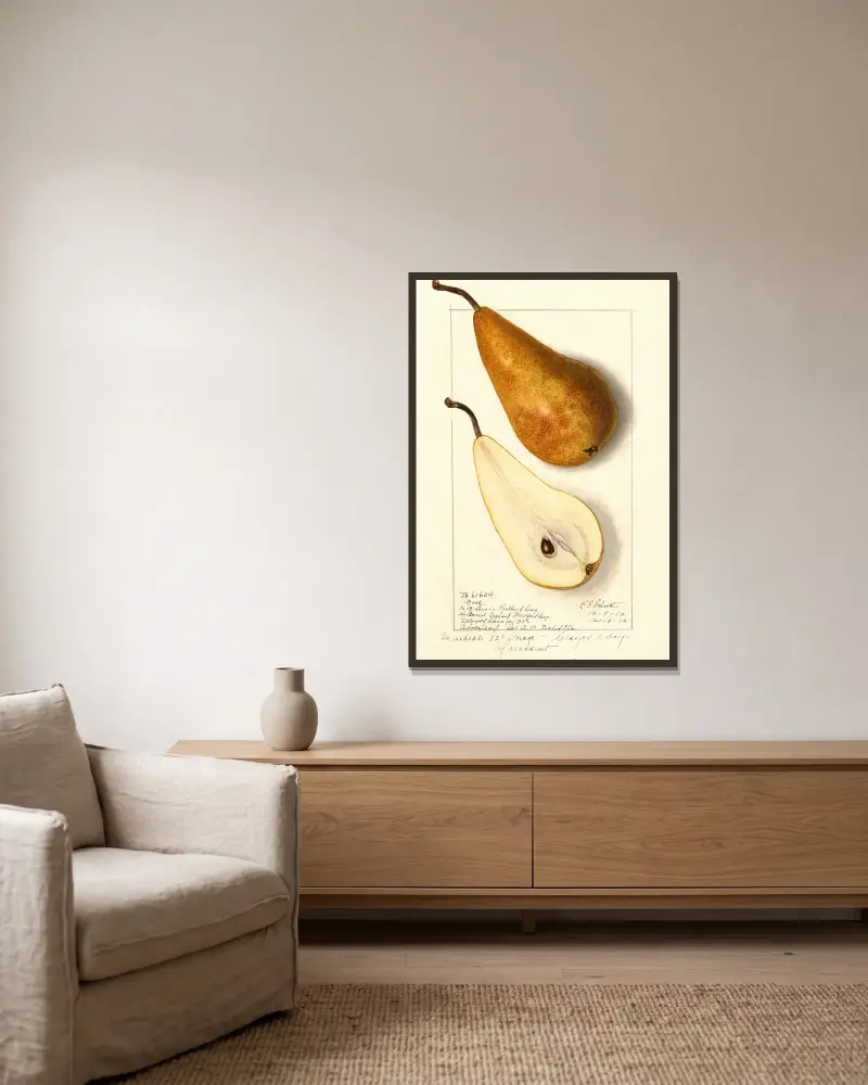 Pyrus communis: Bosc, 1912 – Nr. 2 von Ellen Isham Schutt gerahmt an einer Wand