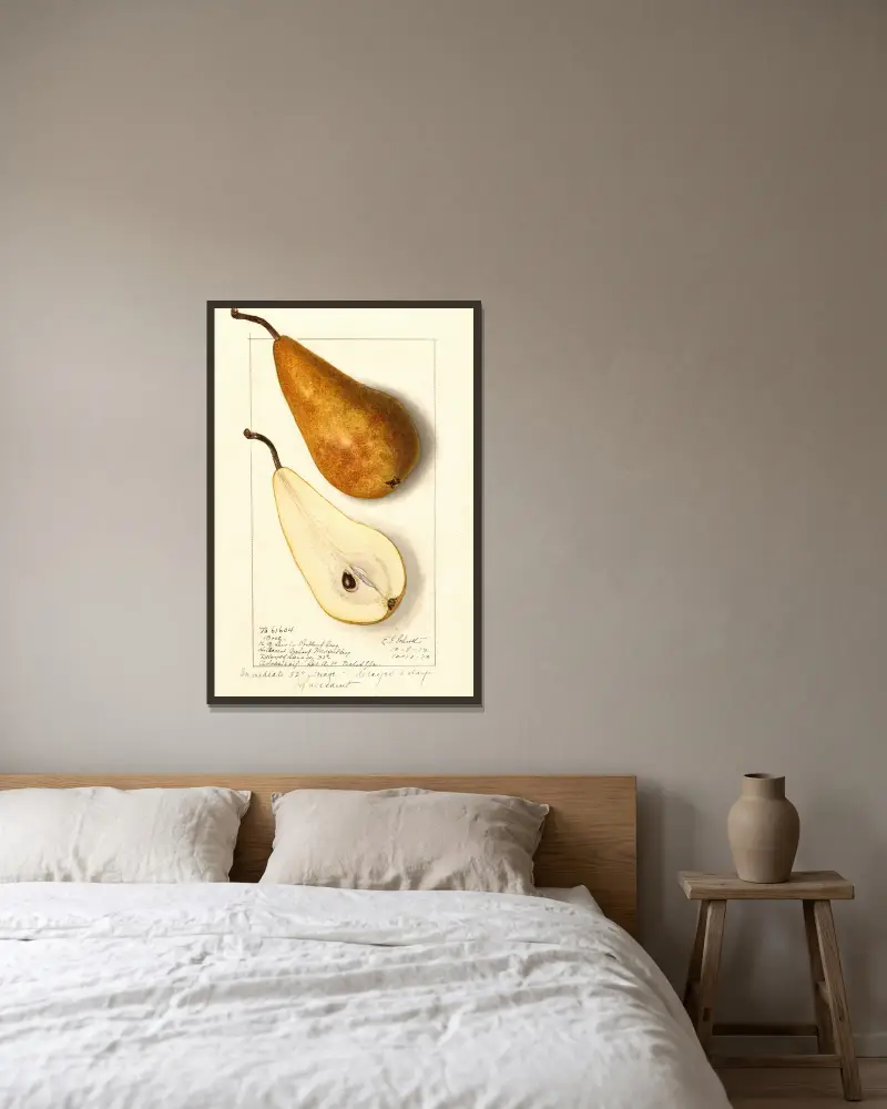 Pyrus communis: Bosc, 1912 – Nr. 2 von Ellen Isham Schutt gerahmt an einer Wand
