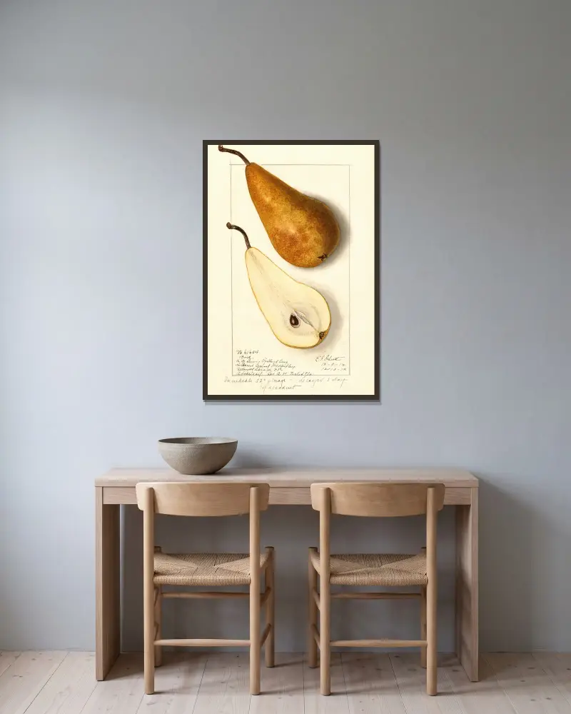Pyrus communis: Bosc, 1912 – Nr. 2 von Ellen Isham Schutt gerahmt an einer Wand