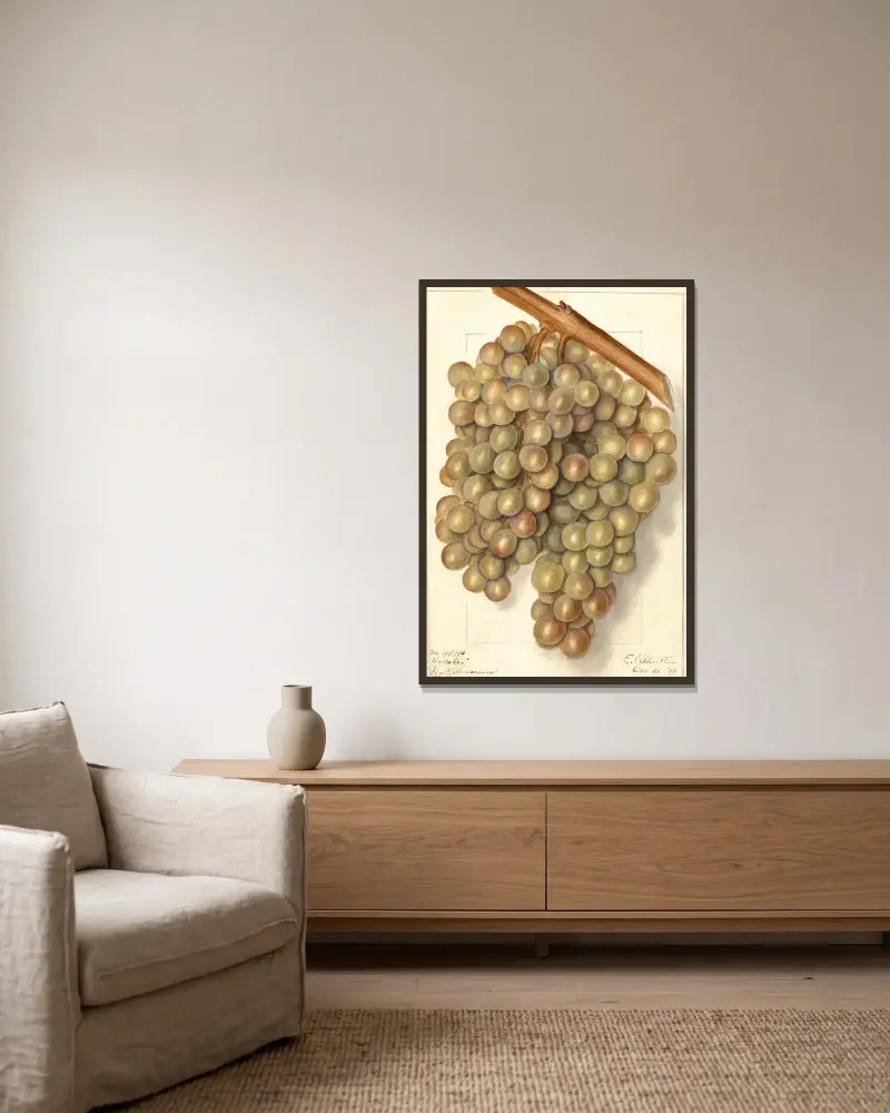 Vitis: Hycales von Ellen Isham Schutt gerahmt an einer Wand
