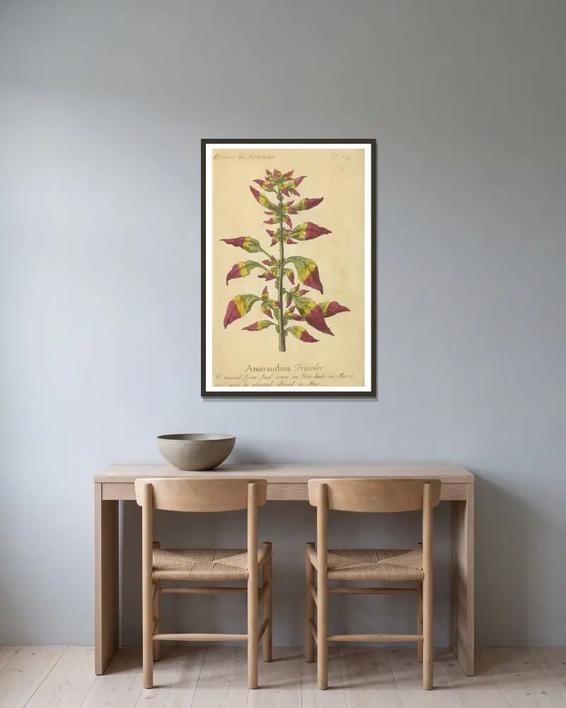 Amaranthus Tricolor av J. Duke inramad på en vägg