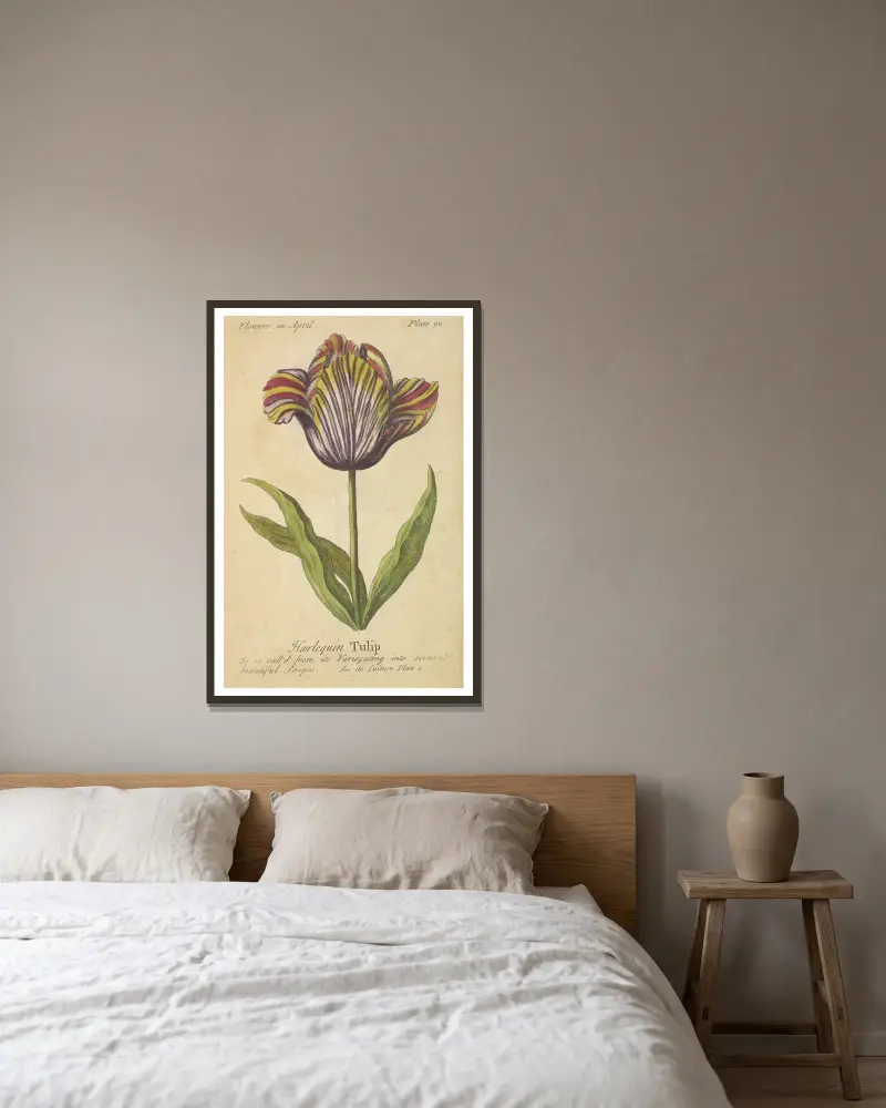 Harlequin Tulip av J. Duke inramad på en vägg