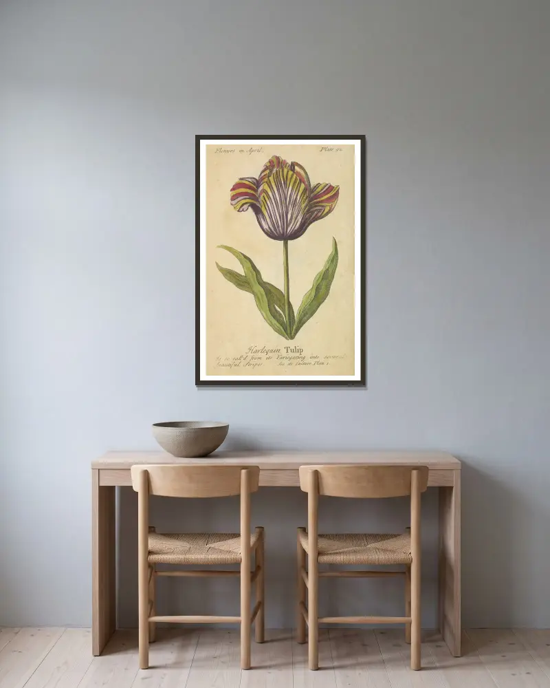 Harlequin Tulip av J. Duke inramad på en vägg