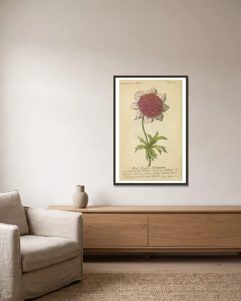 Rose Tonker Anemone av J. Duke inramad på en vägg
