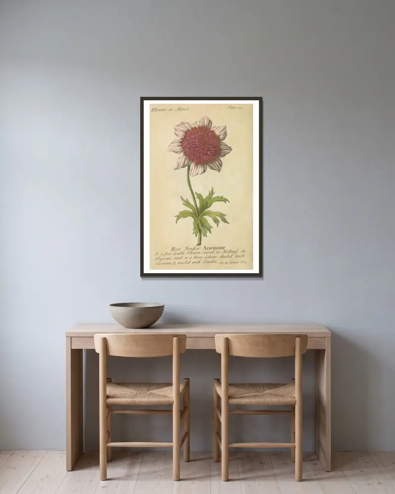 Rose Tonker Anemone av J. Duke inramad på en vägg