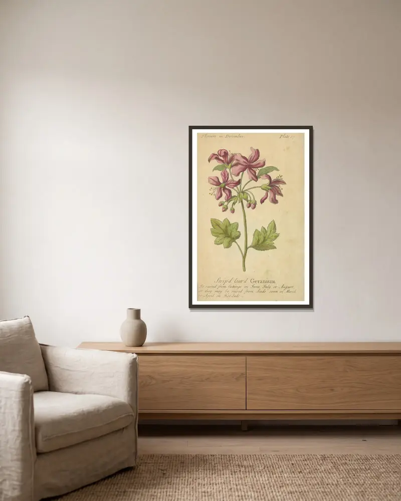 Pruhovaná pelargonie, J. Duke v rámu na stěně