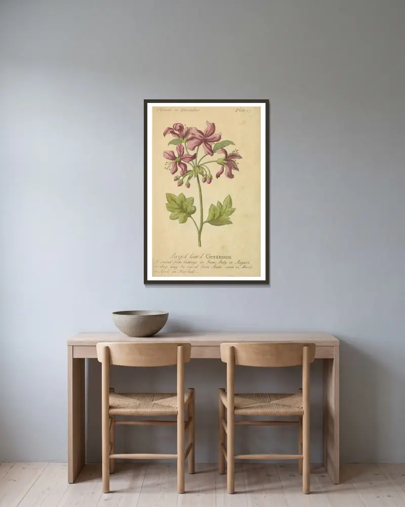 Pruhovaná pelargonie, J. Duke v rámu na stěně