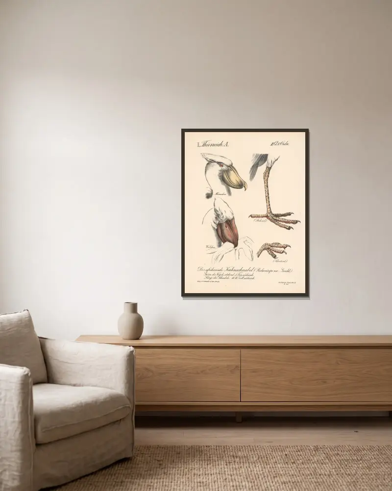 Der afrikanische Kahnschnabel (Balaeniceps rex – Gould.) von H.J. Ruprecht gerahmt an einer Wand