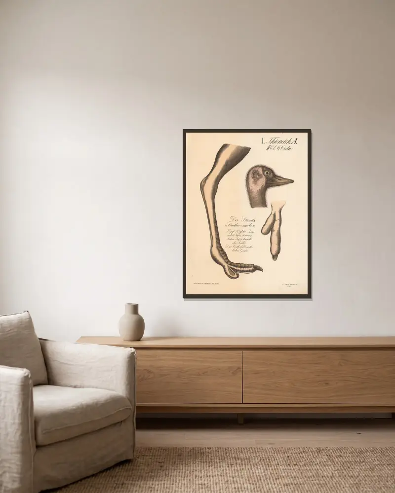 Der Strauß (Struthio camelus) von H.J. Ruprecht gerahmt an einer Wand