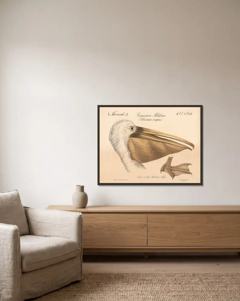 Gemeiner Pelikan. (Pelecanus crispus) von H.J. Ruprecht gerahmt an einer Wand