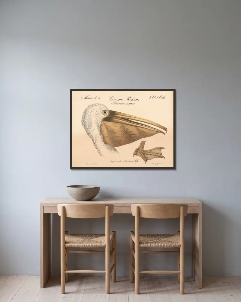 Gemeiner Pelikan. (Pelecanus crispus) von H.J. Ruprecht gerahmt an einer Wand