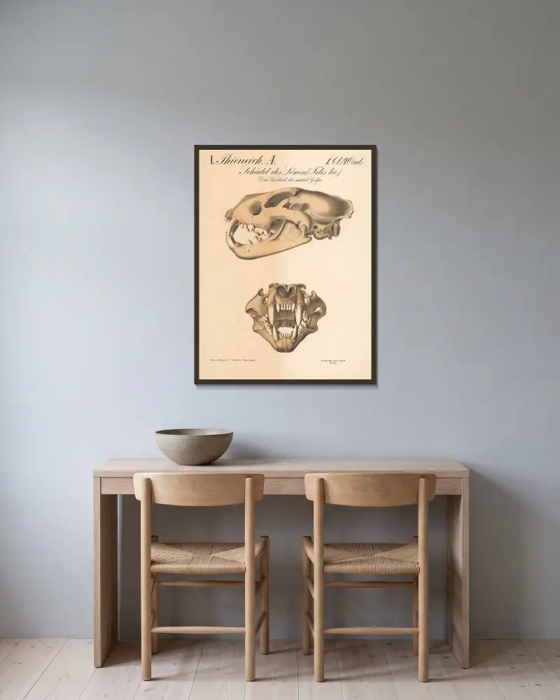 Schädel des Löwen (Felis leo.) av H.J. Ruprecht inramad på en vägg