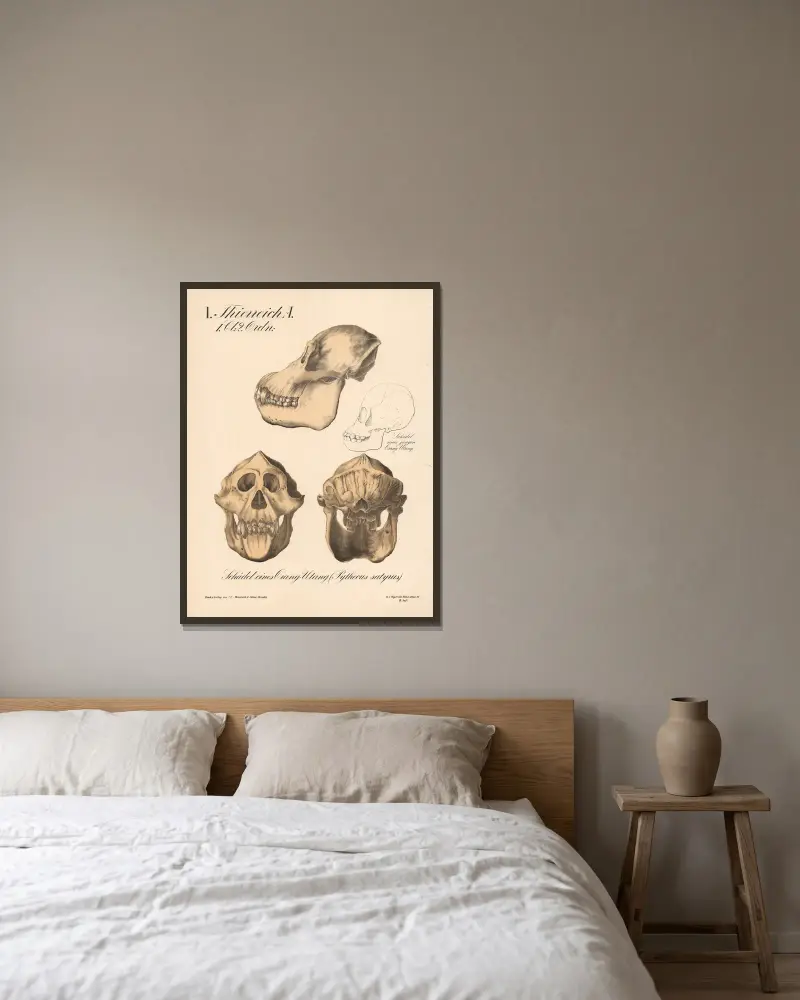 Schädel eines Orang-Utang (Pythecus satyrus) av H.J. Ruprecht inramad på en vägg