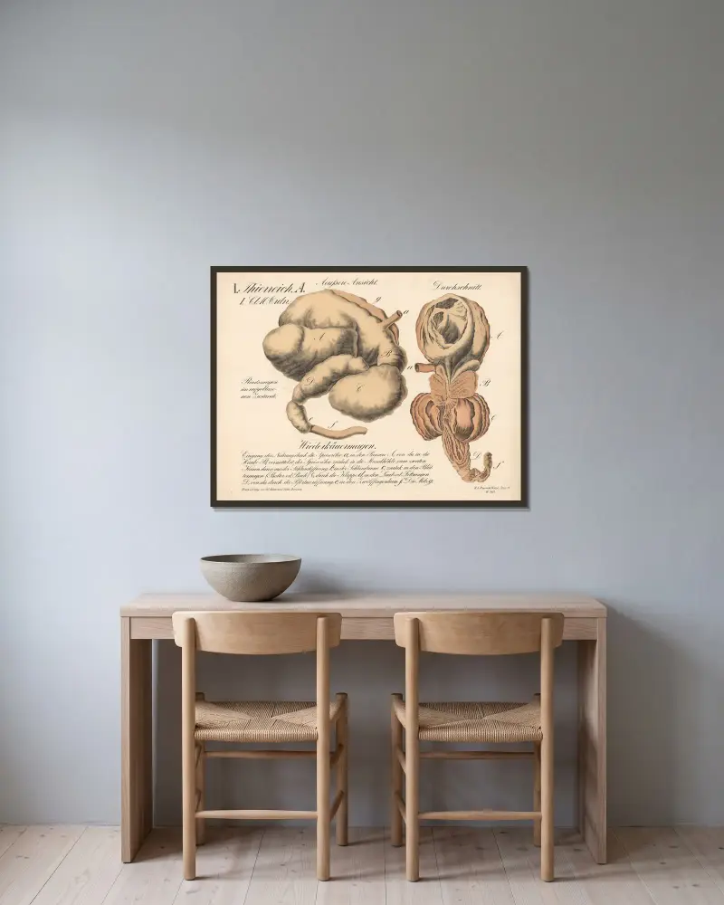 Wiederkäuermagen. Äußere Ansicht. Durchschnitt. Rindsmagen im aufgeblasenen Zustande von H.J. Ruprecht gerahmt an einer Wand