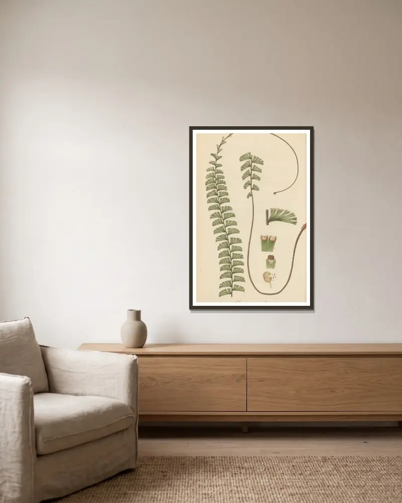 Adiantum caudatum von William Jackson Hooker gerahmt an einer Wand