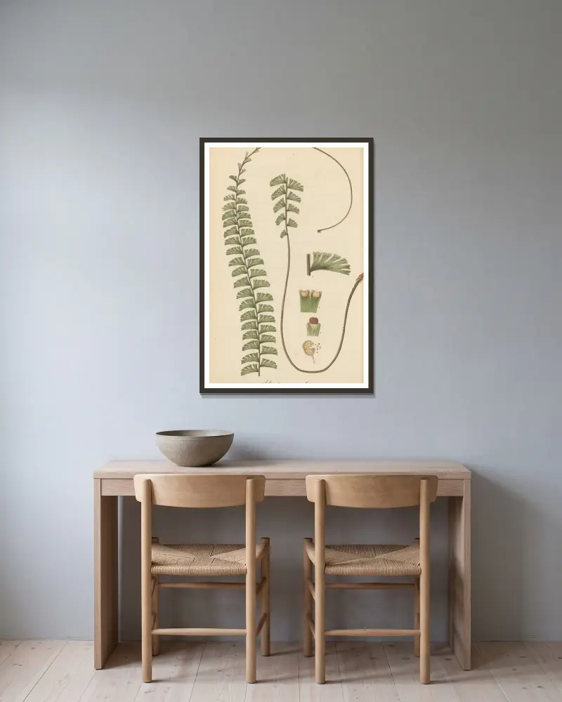 Adiantum caudatum von William Jackson Hooker gerahmt an einer Wand