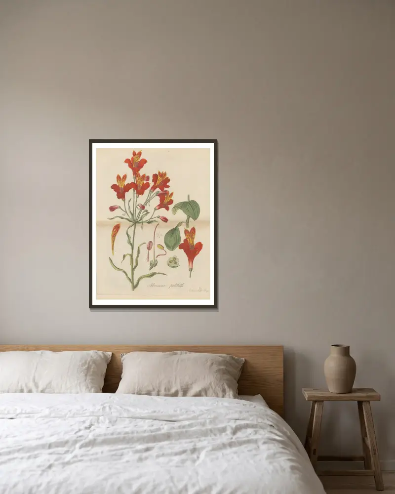 Alstroemeria pulchella von William Jackson Hooker gerahmt an einer Wand