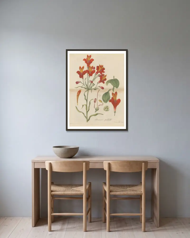 Alstroemeria pulchella von William Jackson Hooker gerahmt an einer Wand