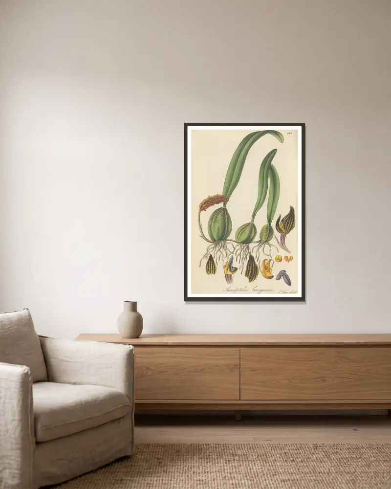Anisopetalum careyanum von William Jackson Hooker gerahmt an einer Wand