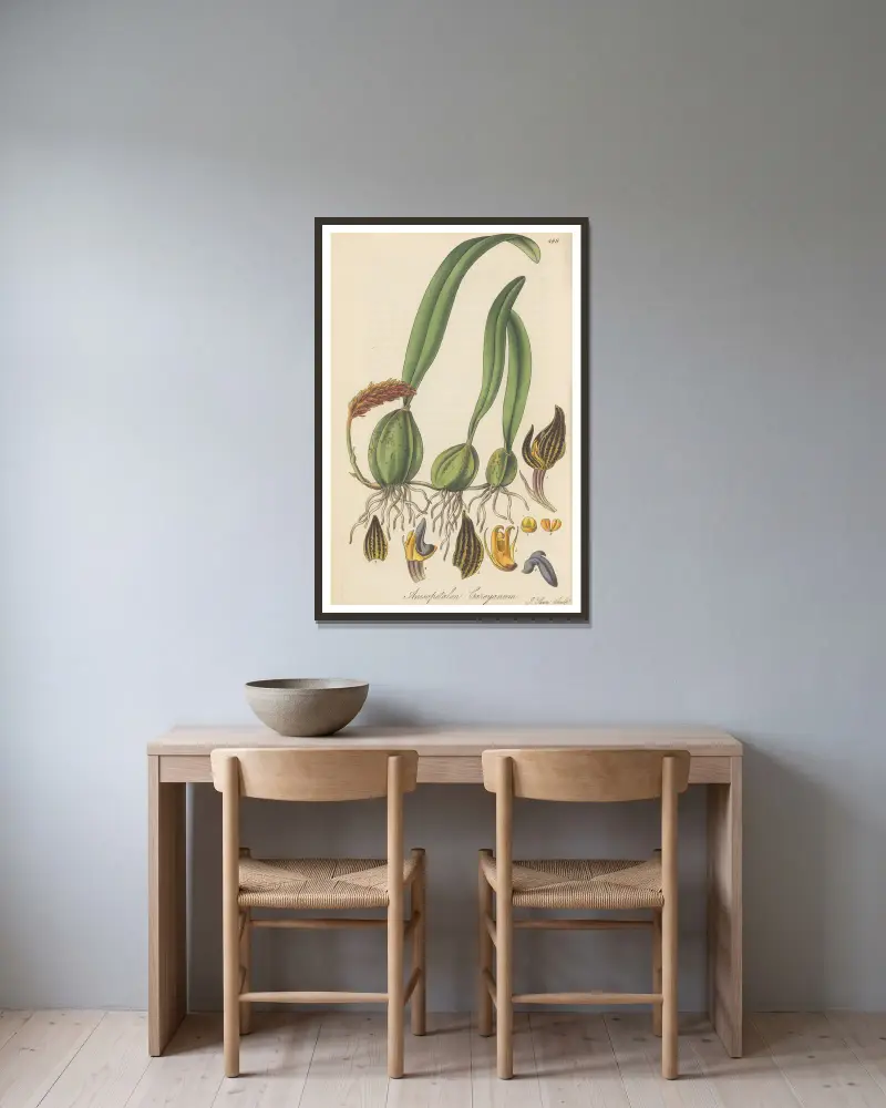 Anisopetalum careyanum von William Jackson Hooker gerahmt an einer Wand