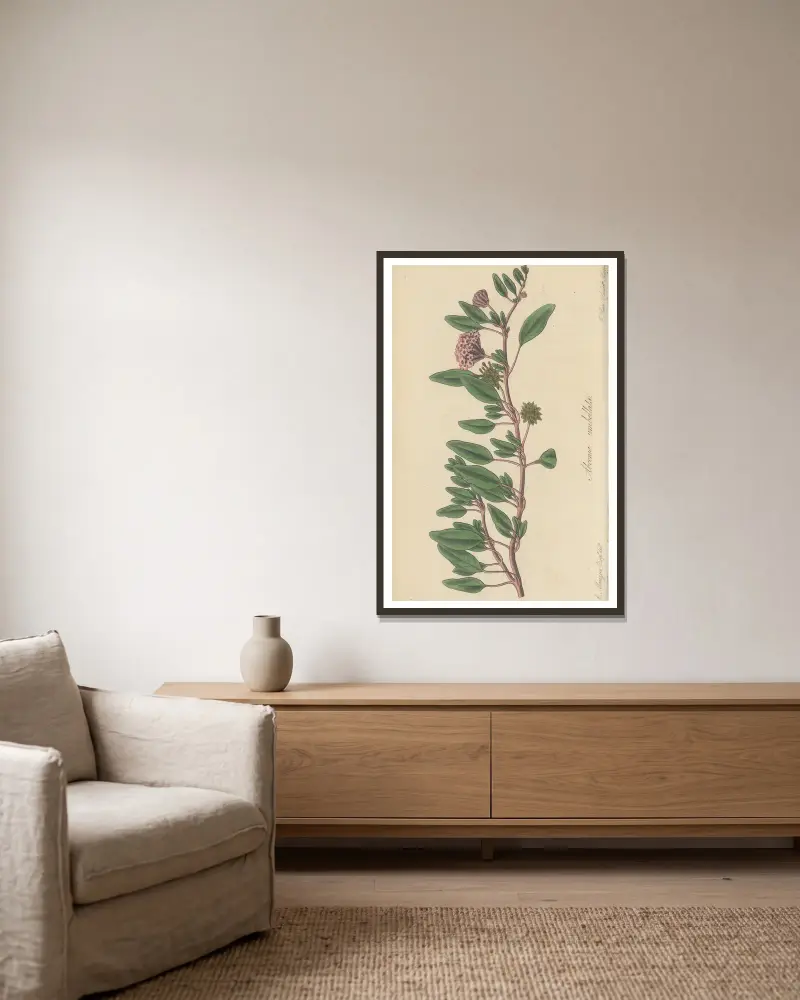 Arbronia umbellata von William Jackson Hooker gerahmt an einer Wand