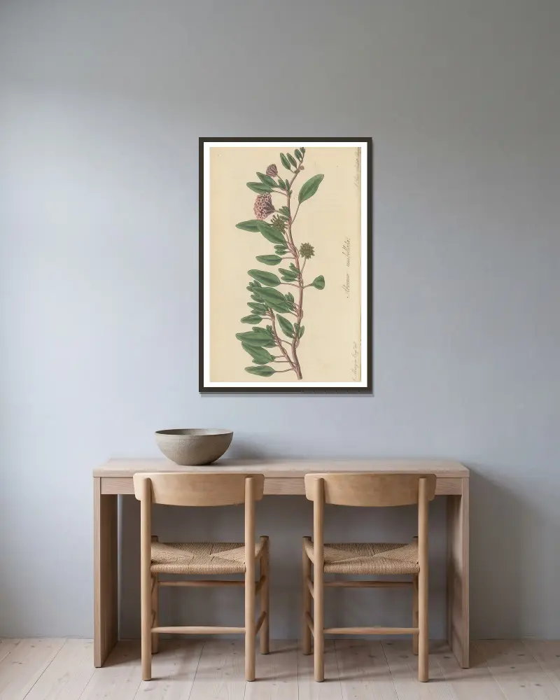 Arbronia umbellata von William Jackson Hooker gerahmt an einer Wand