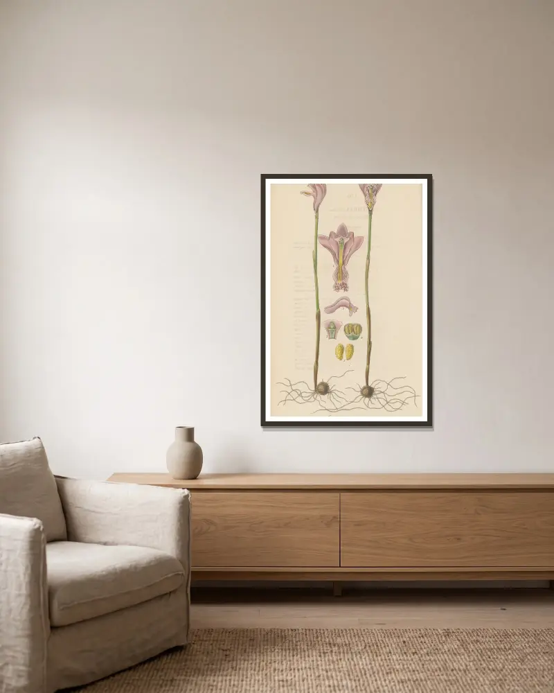 Arethusa bulbosa von William Jackson Hooker gerahmt an einer Wand