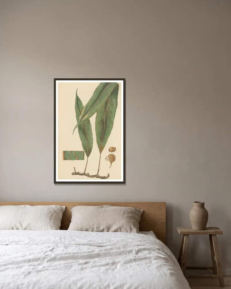 Aspidium nodosum von William Jackson Hooker gerahmt an einer Wand