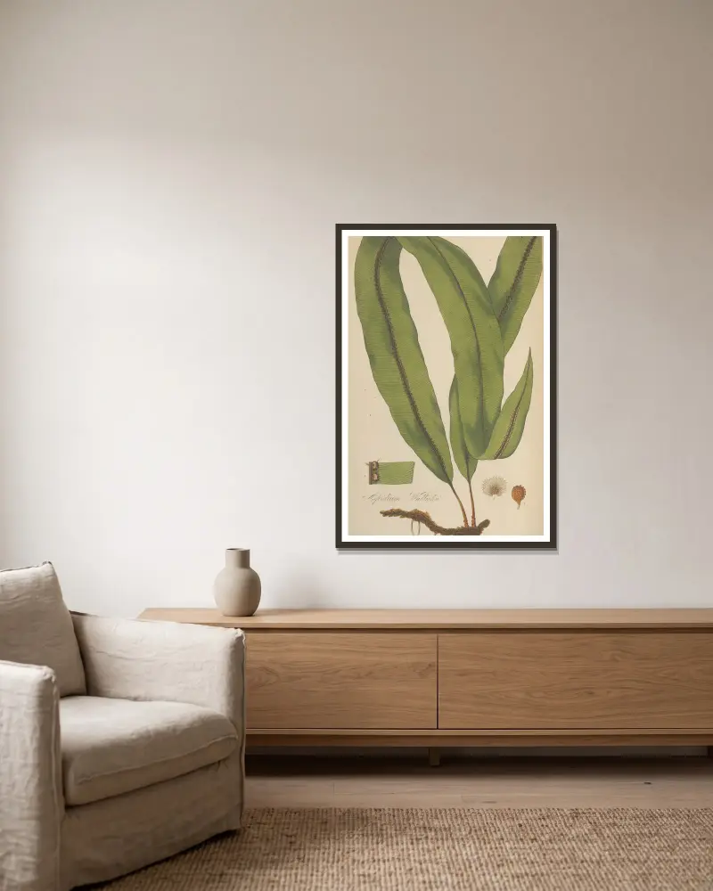 Aspidium Wallichii von William Jackson Hooker gerahmt an einer Wand