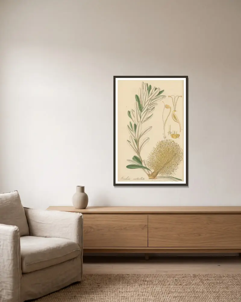 Banksia verticillata von William Jackson Hooker gerahmt an einer Wand