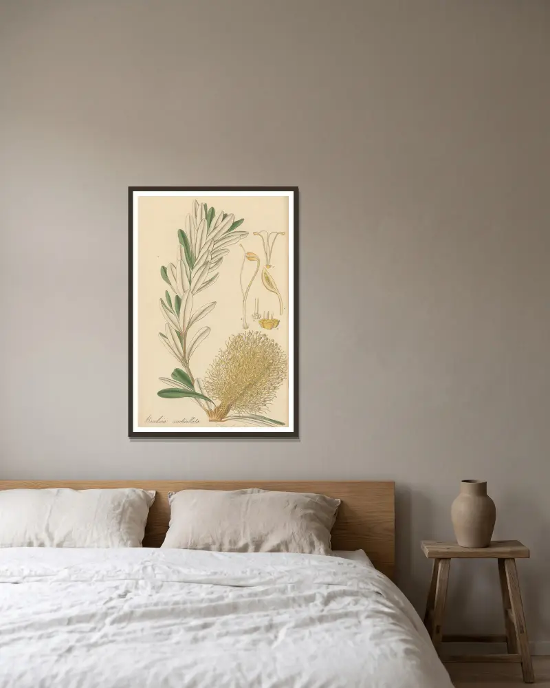 Banksia verticillata von William Jackson Hooker gerahmt an einer Wand