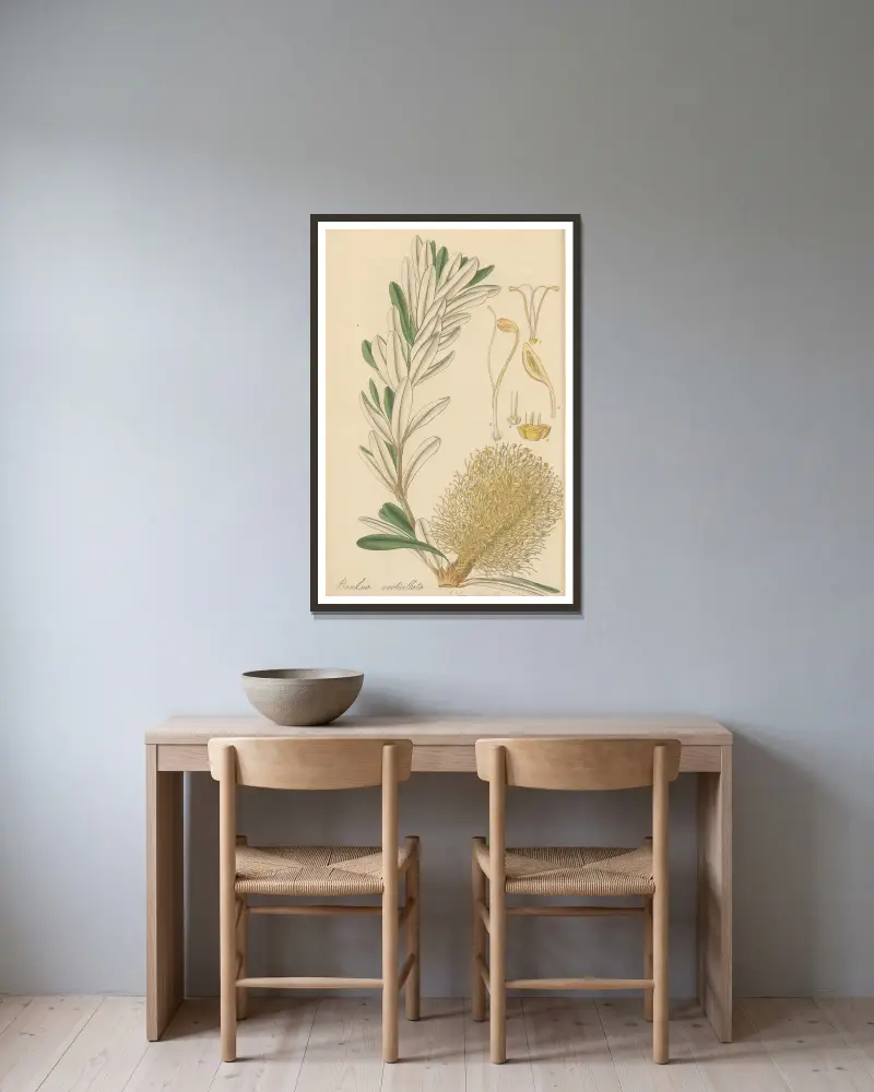 Banksia verticillata von William Jackson Hooker gerahmt an einer Wand