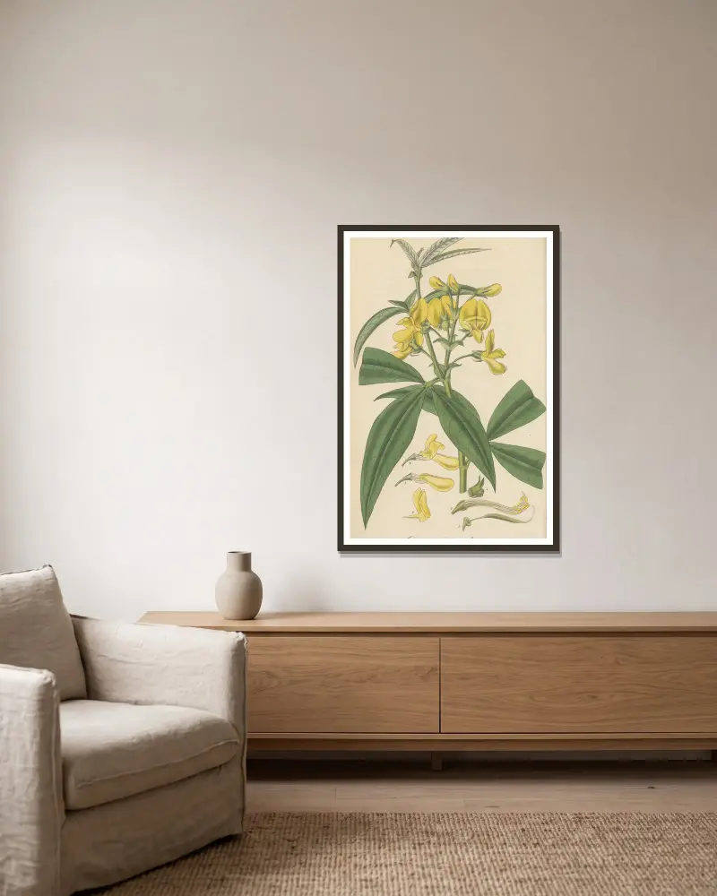 Baptisia nepalensis von William Jackson Hooker gerahmt an einer Wand
