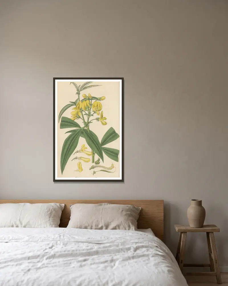 Baptisia nepalensis von William Jackson Hooker gerahmt an einer Wand