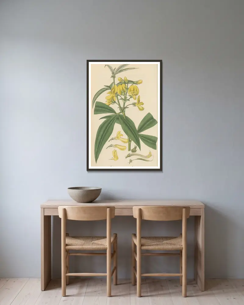 Baptisia nepalensis von William Jackson Hooker gerahmt an einer Wand