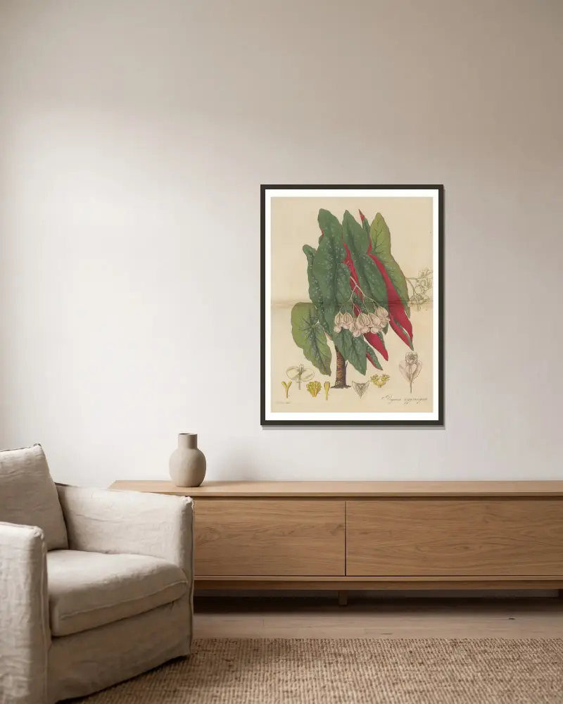 Begonia argyrostigma von William Jackson Hooker gerahmt an einer Wand