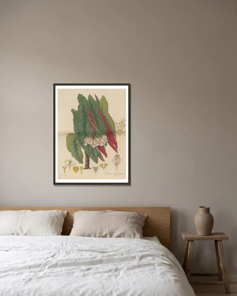 Begonia argyrostigma von William Jackson Hooker gerahmt an einer Wand