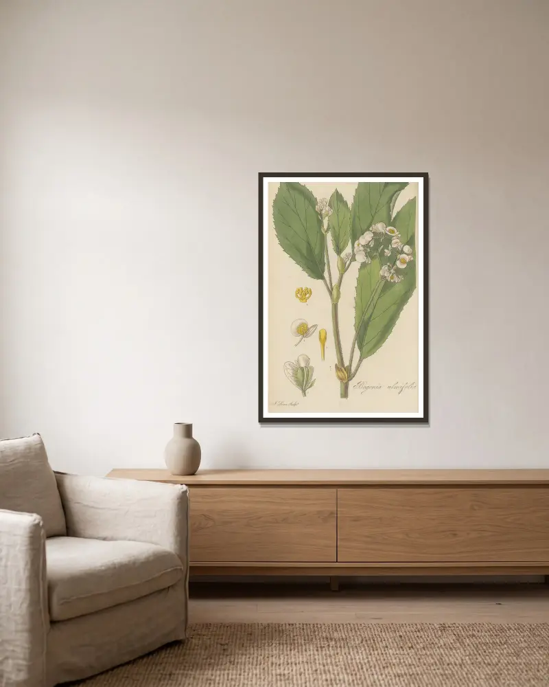 Begonia ulmifolia von William Jackson Hooker gerahmt an einer Wand